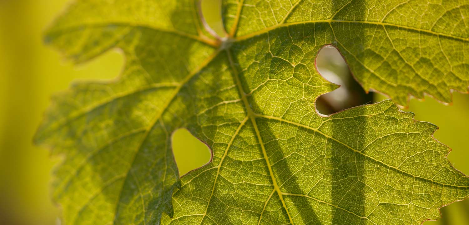 feuilles cœur